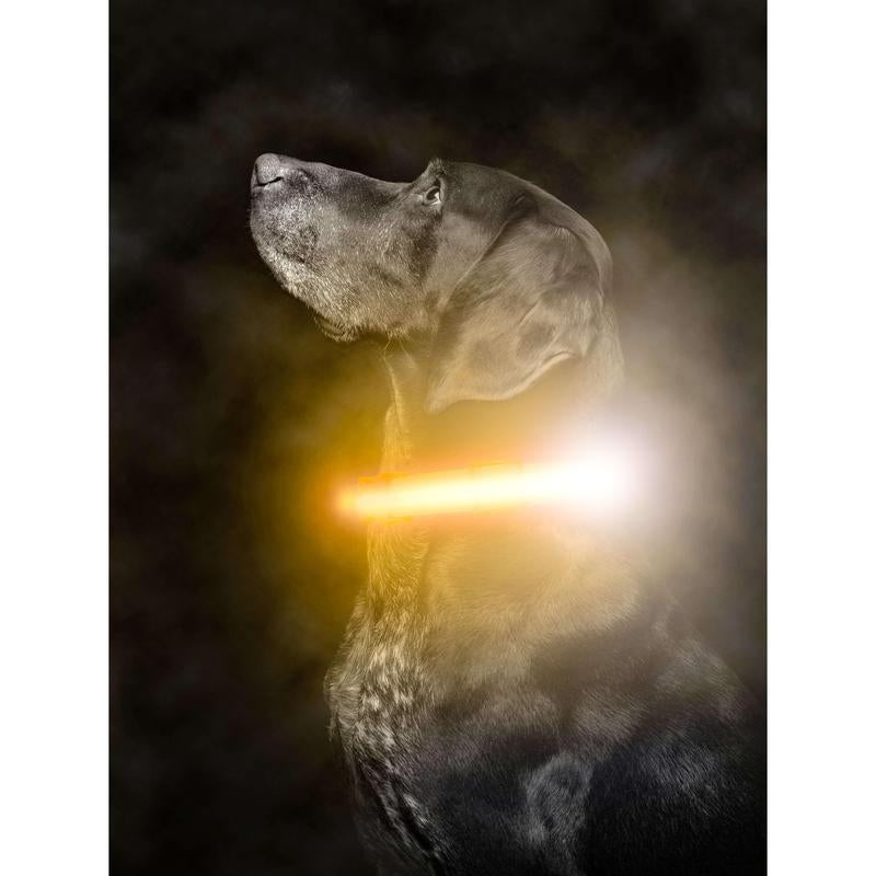 Mighty Paw LED Dog Collar - Two Light Strips, Rechargeable & Weather-Resistant